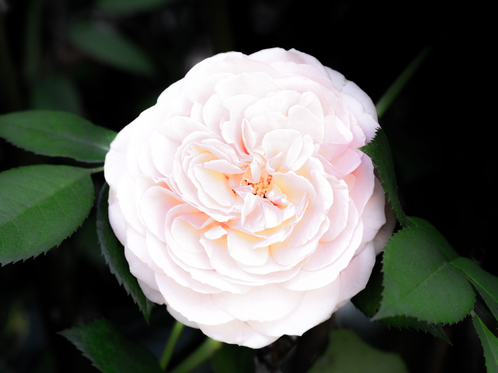 A beautifully detailed close-up of a pink rose in full bloom, set against a dark background.