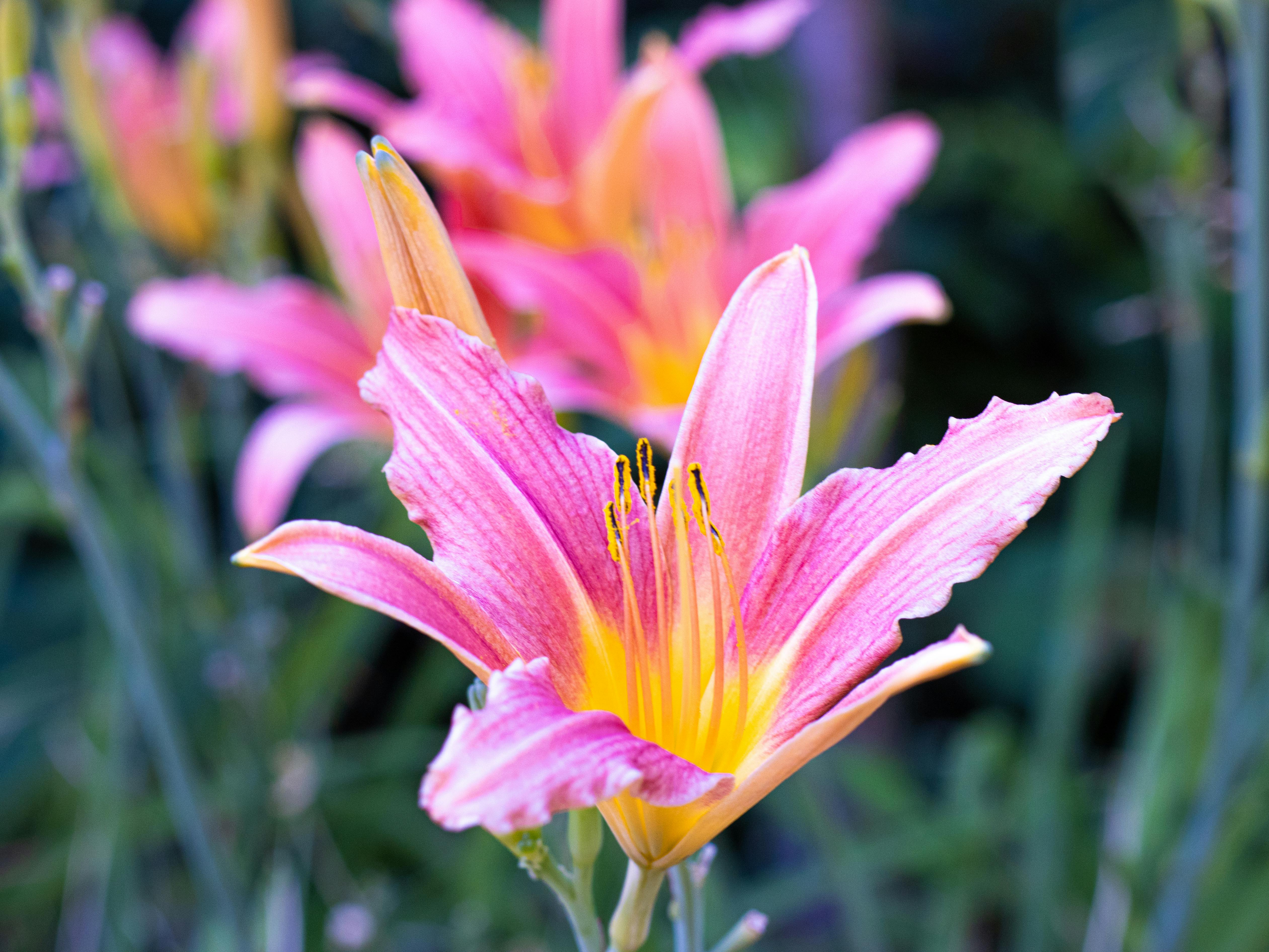 [ColoSach]-close-up-of-vibrant-pink-daylilies-blooming-in-a-lush-garden-setting.