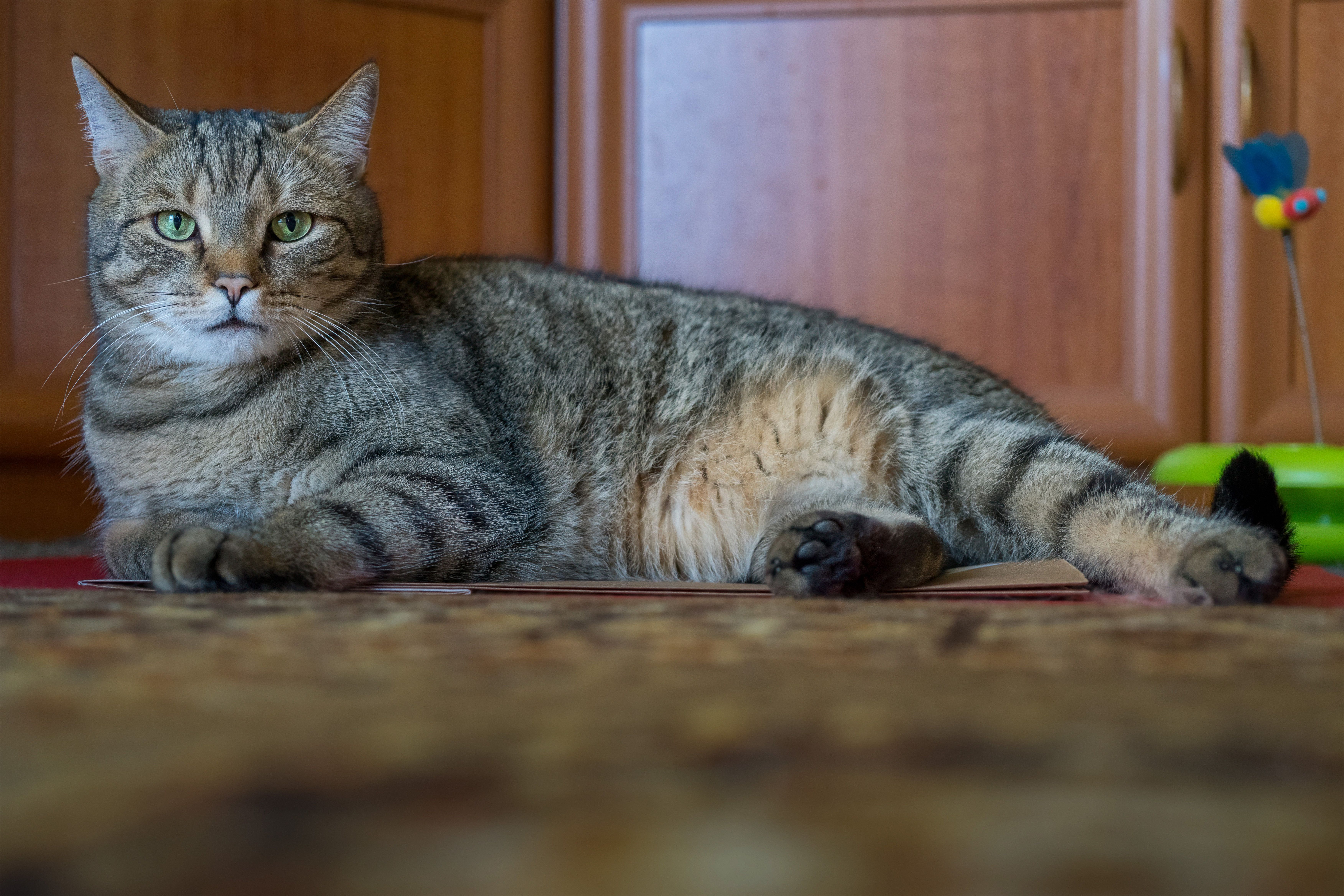 Why Is My Cat Experiencing Sudden Weight Loss?