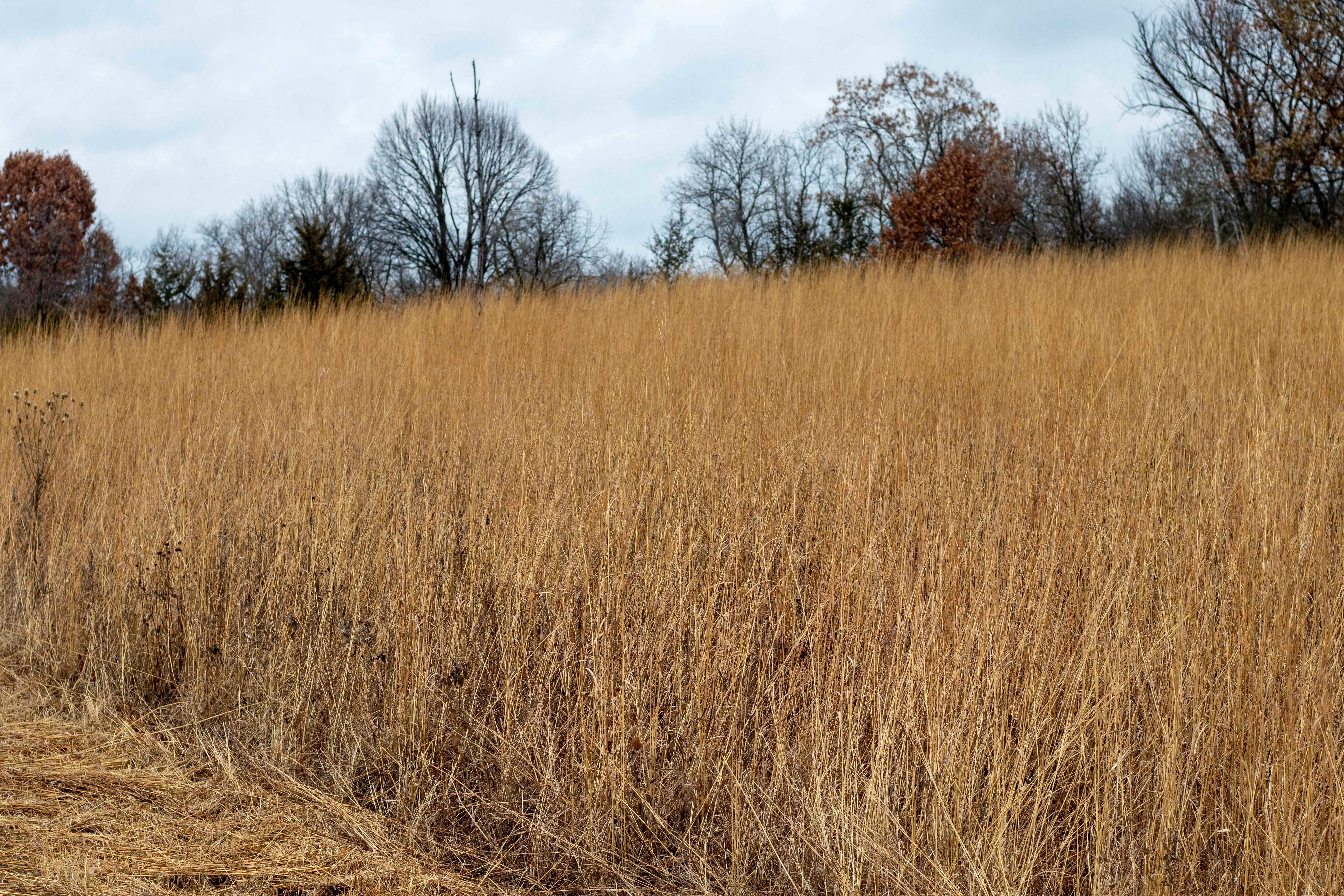 Free stock photo of fall, field, grass
