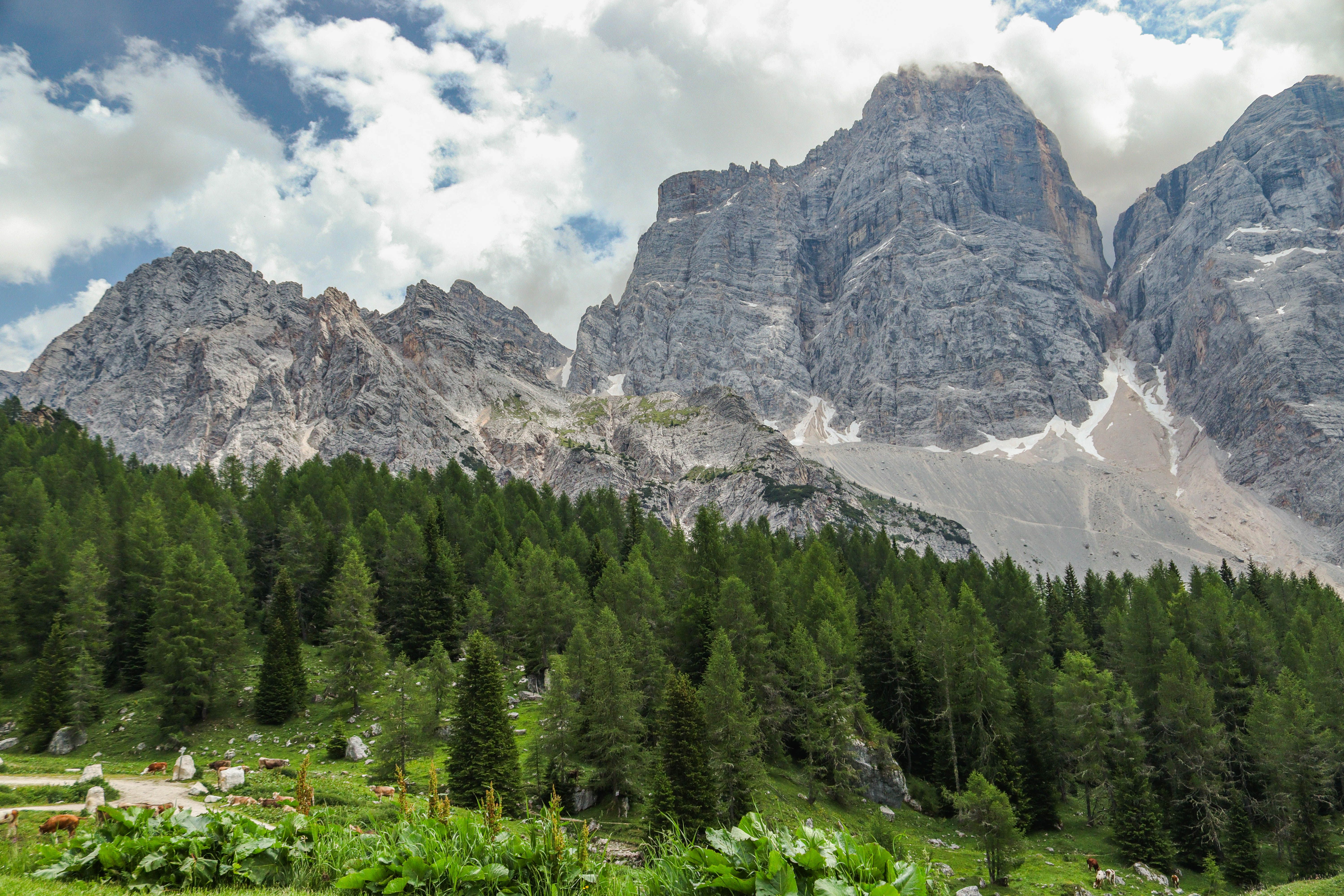 Majestic Mountain Landscape with Pine Forest · Free Stock Photo