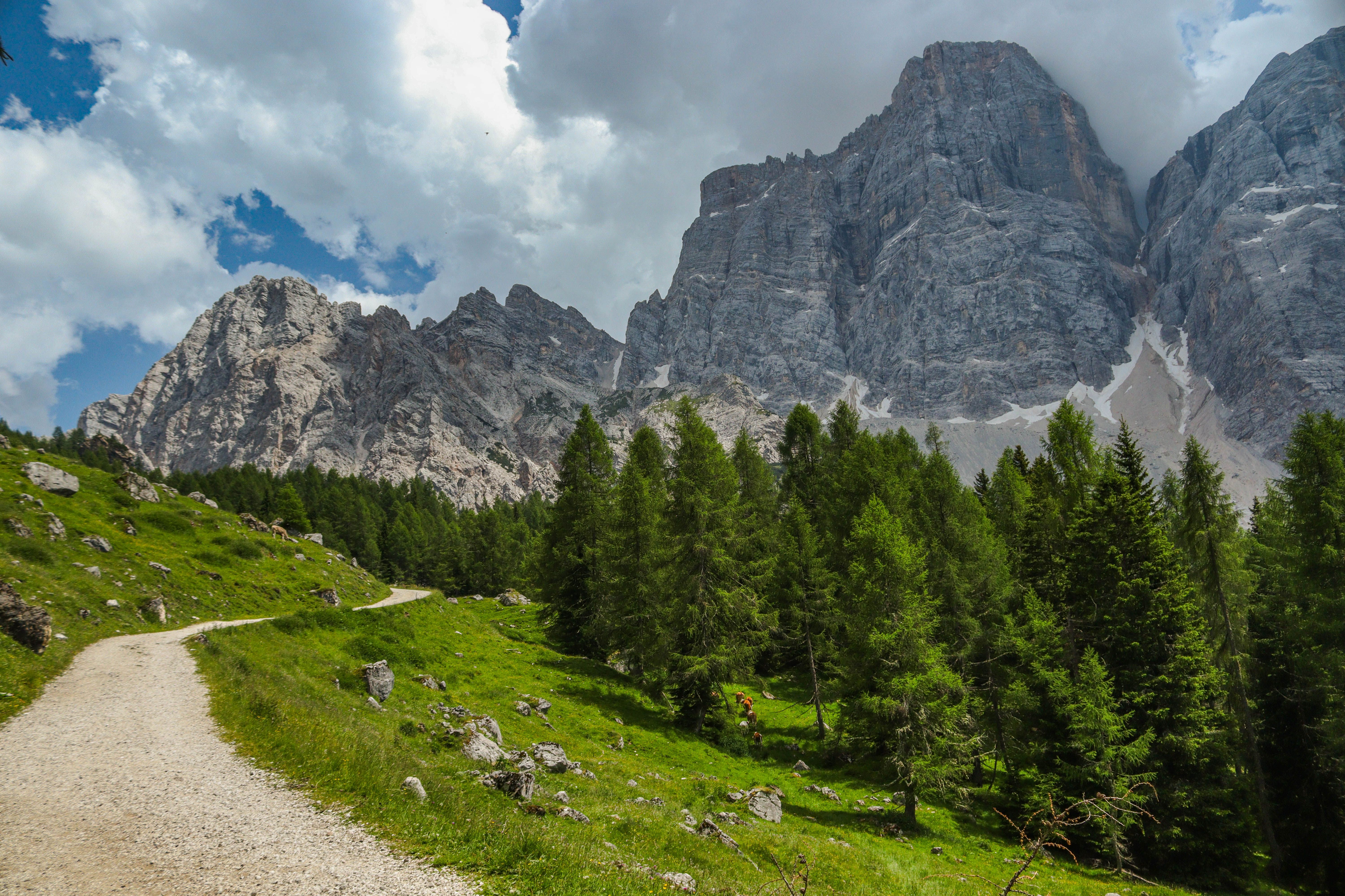 Mountain Landscape with Forest Pathway · Free Stock Photo