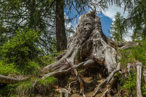 Free A tree root intricately carved with a human face, set in a lush forest. Stock Photo
