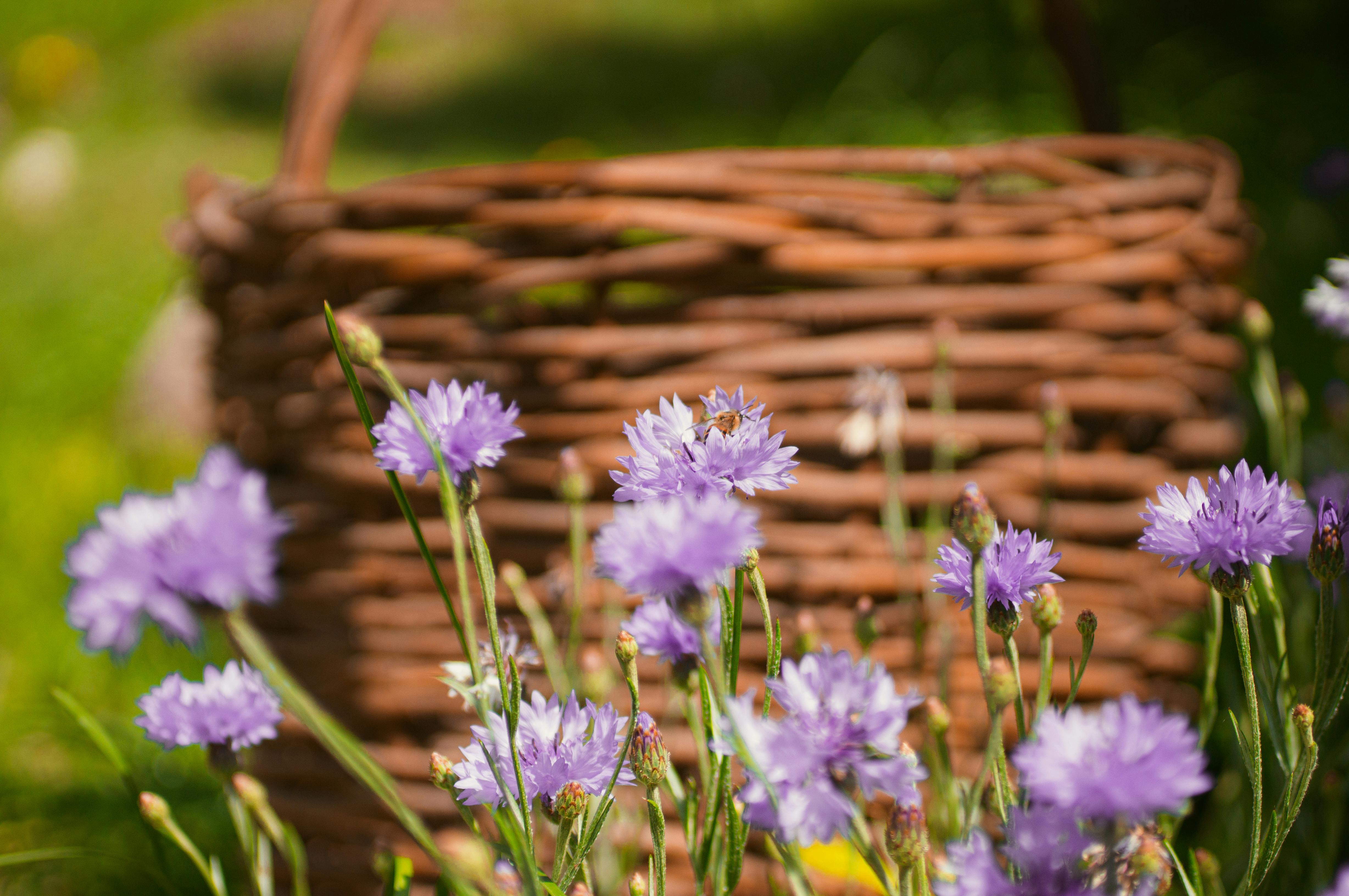 Vibrant purple cornflowers bloom near a rustic wicker basket in a lush garden.