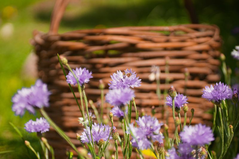 Weidenkorb zum Sammeln von Weißdornblüten und -früchten