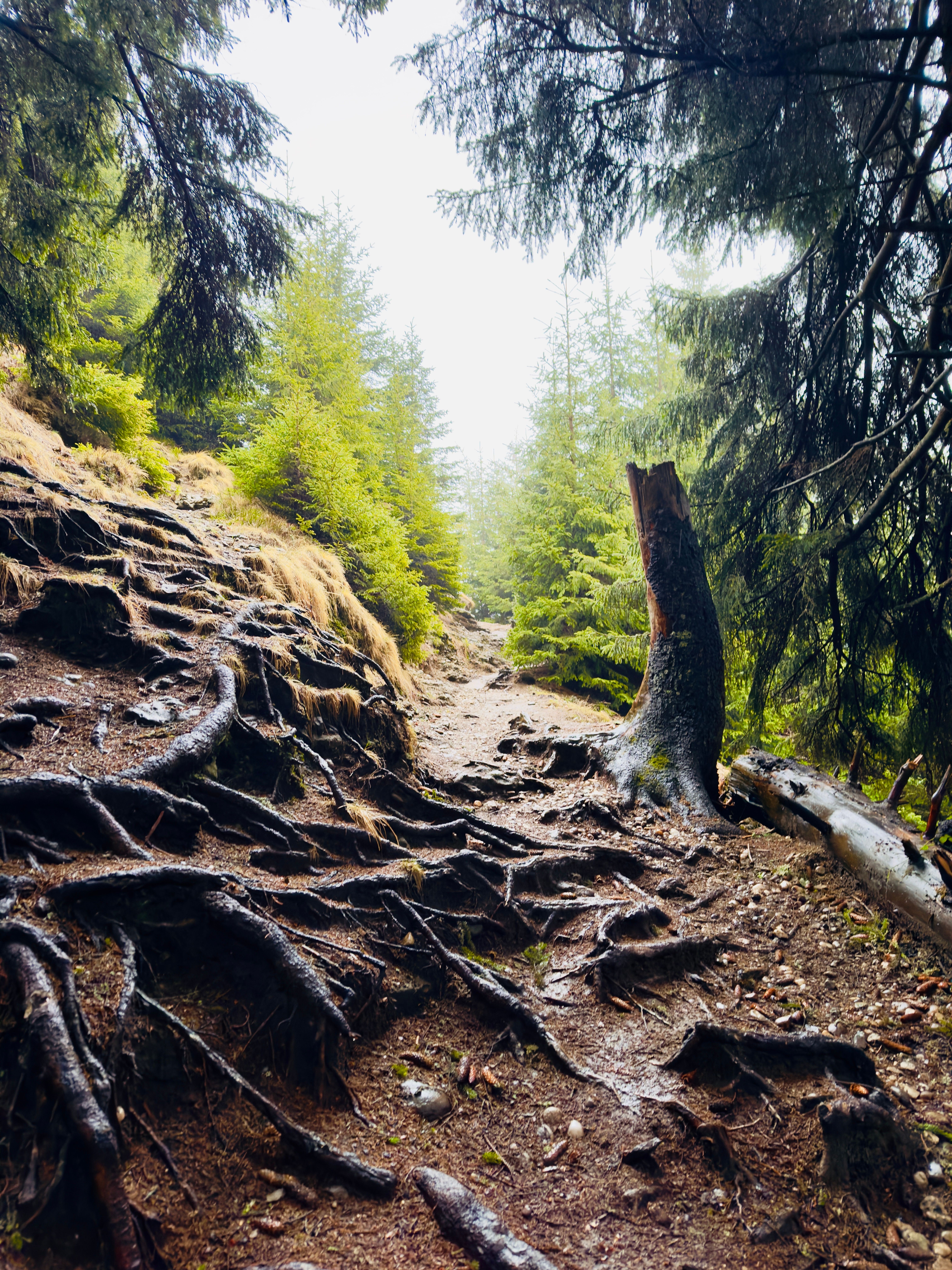 Misty forest trail with exposed tree roots — the root systems from which iboga bark alkaloids are concentrated