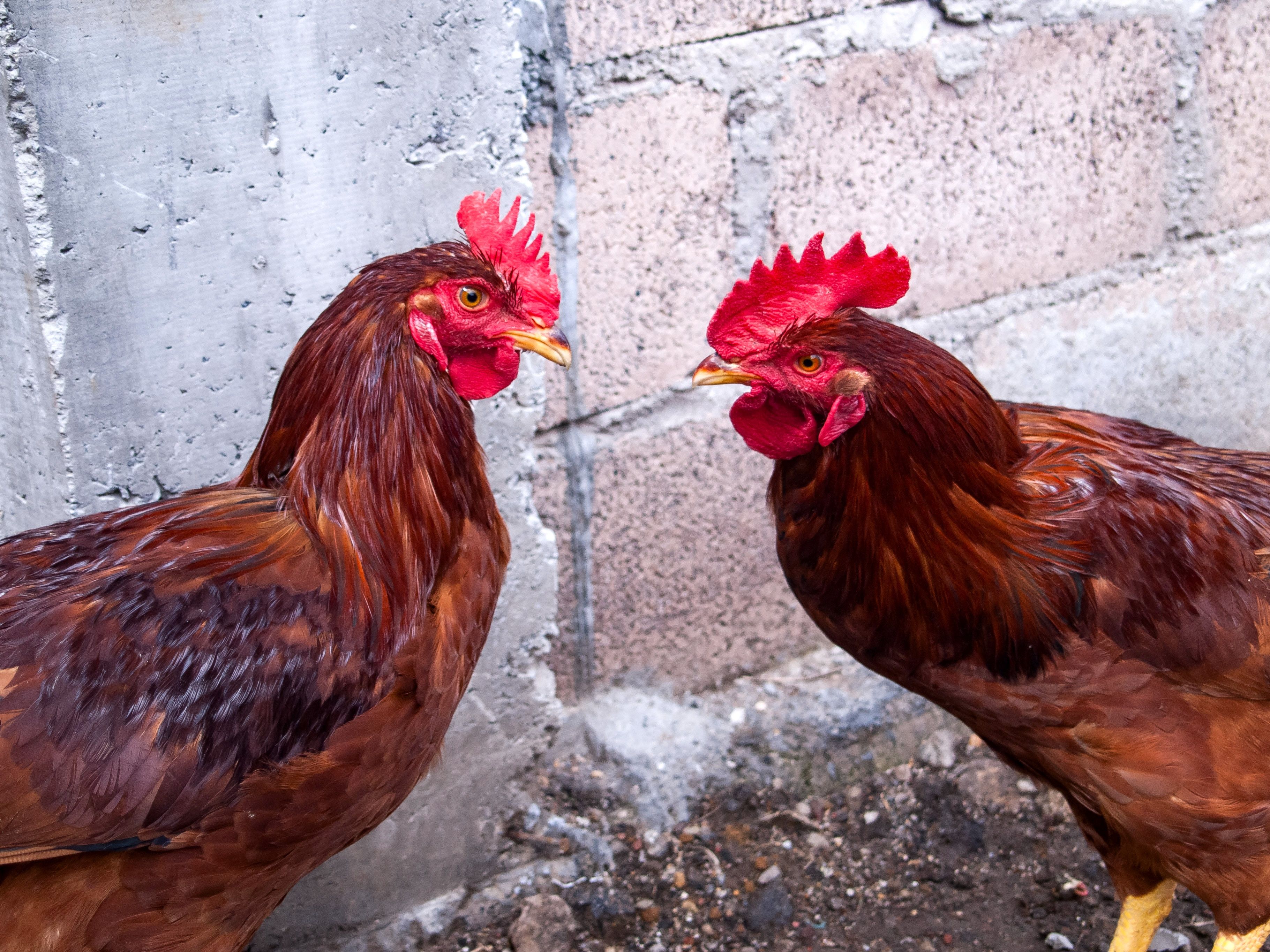 Close-up of two roosters with vibrant red combs beside a concrete wall.