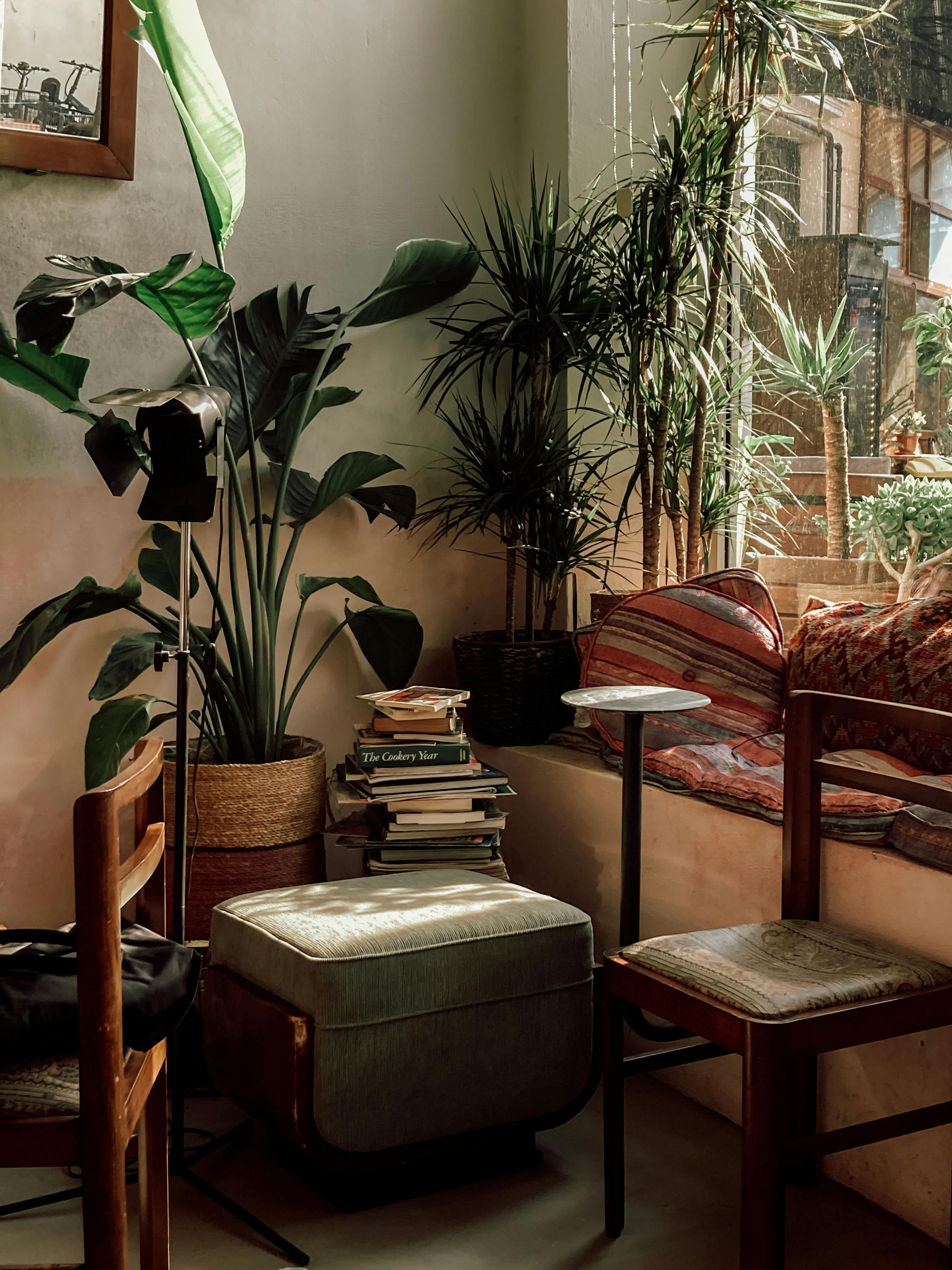 Free A serene indoor cafe corner in Istanbul with plants and books, offering a cozy vibe. Stock Photo