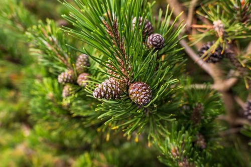 Free Detailed macro shot of pine cones nestled among green pine needles on an evergreen branch. Stock Photo