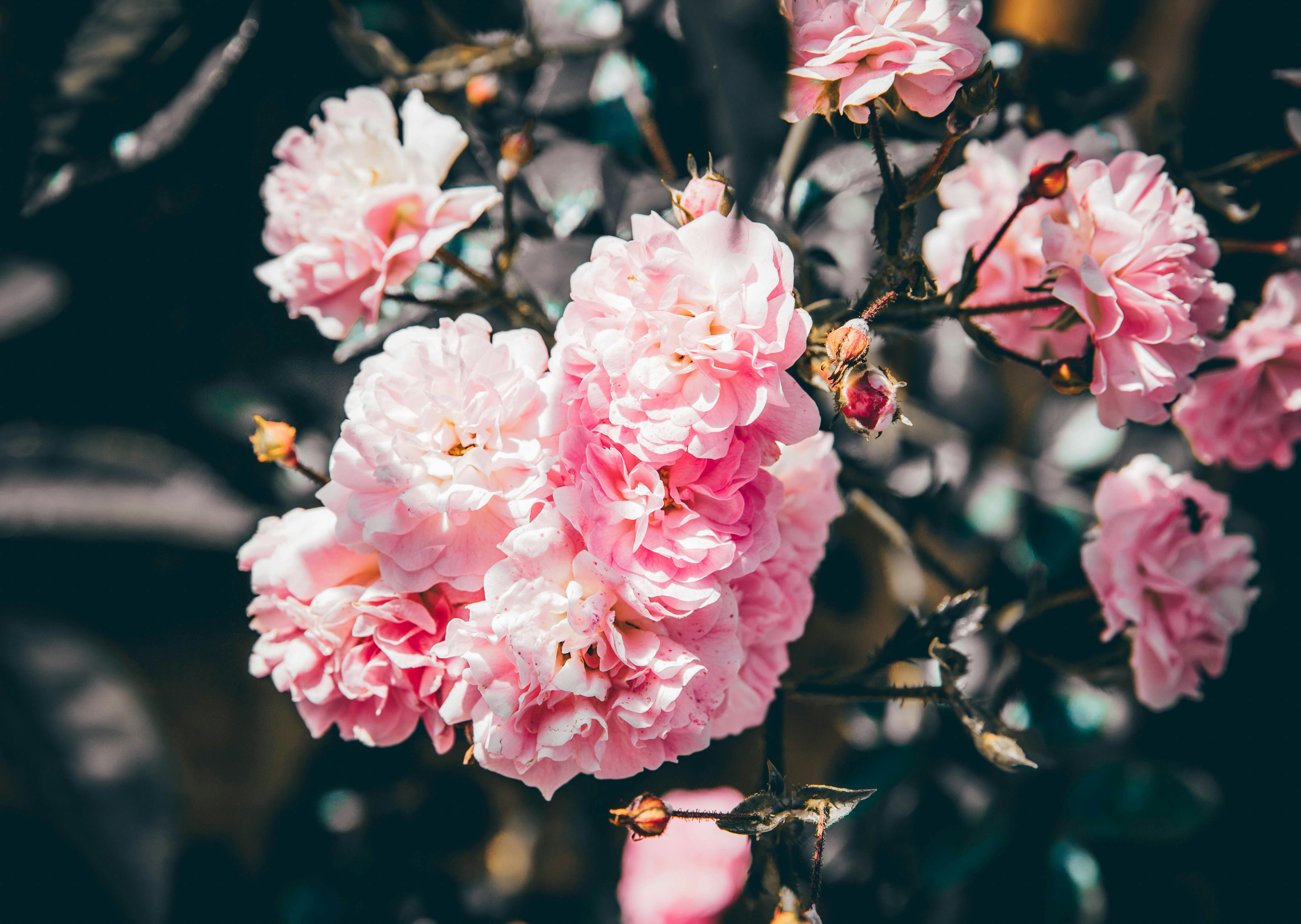 [ColoSach]-close-up-of-vibrant-pink-roses-blooming-outside,-capturing-the-beauty-of-nature.