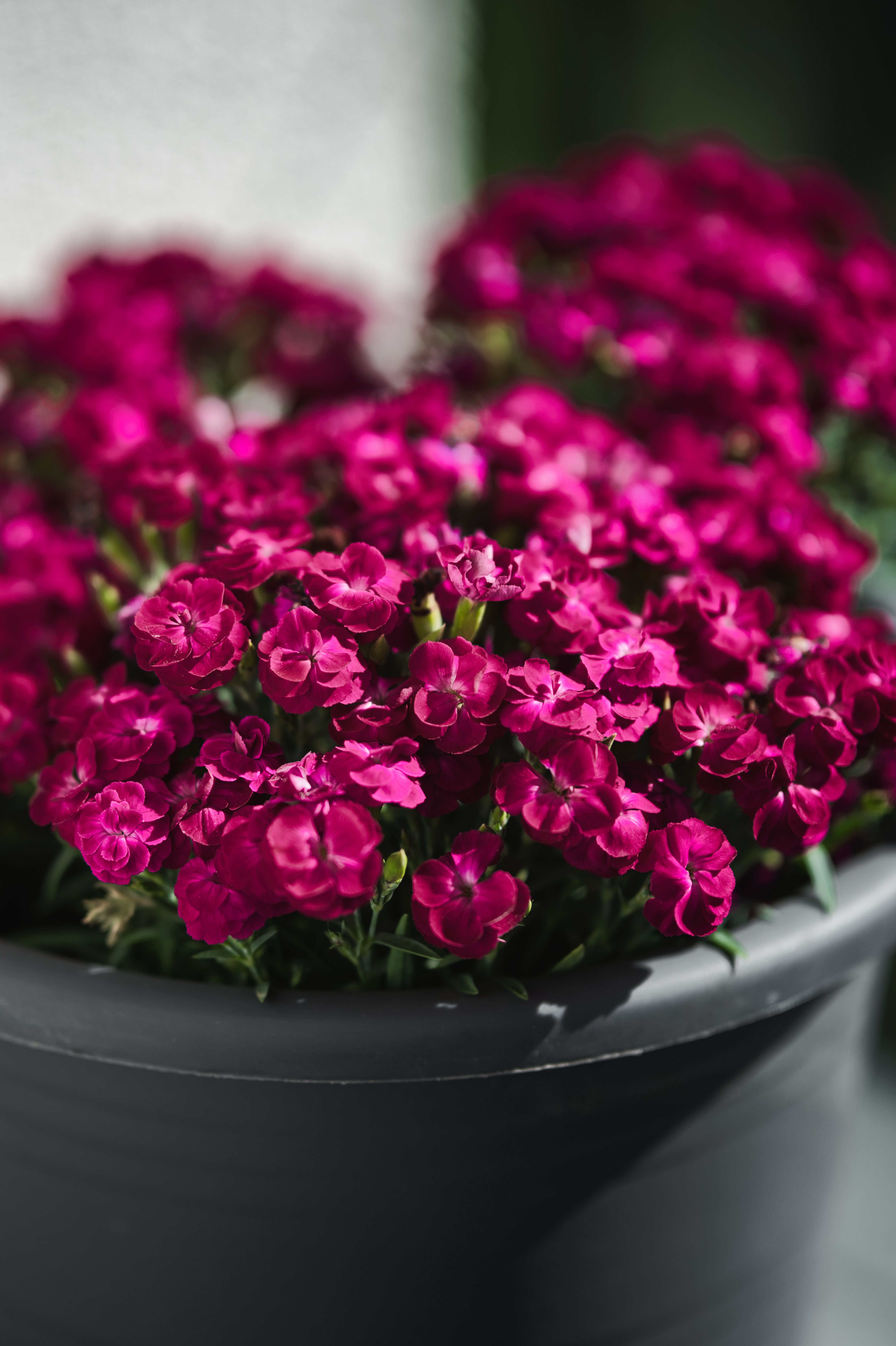 Bright pink Dianthus flowers bloom in a garden pot, capturing vibrant natural beauty.