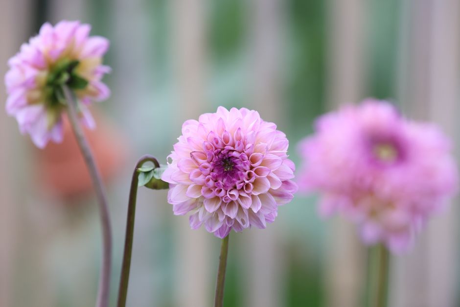 Beautiful close-up of pink dahlias showcasing their intricate petals.