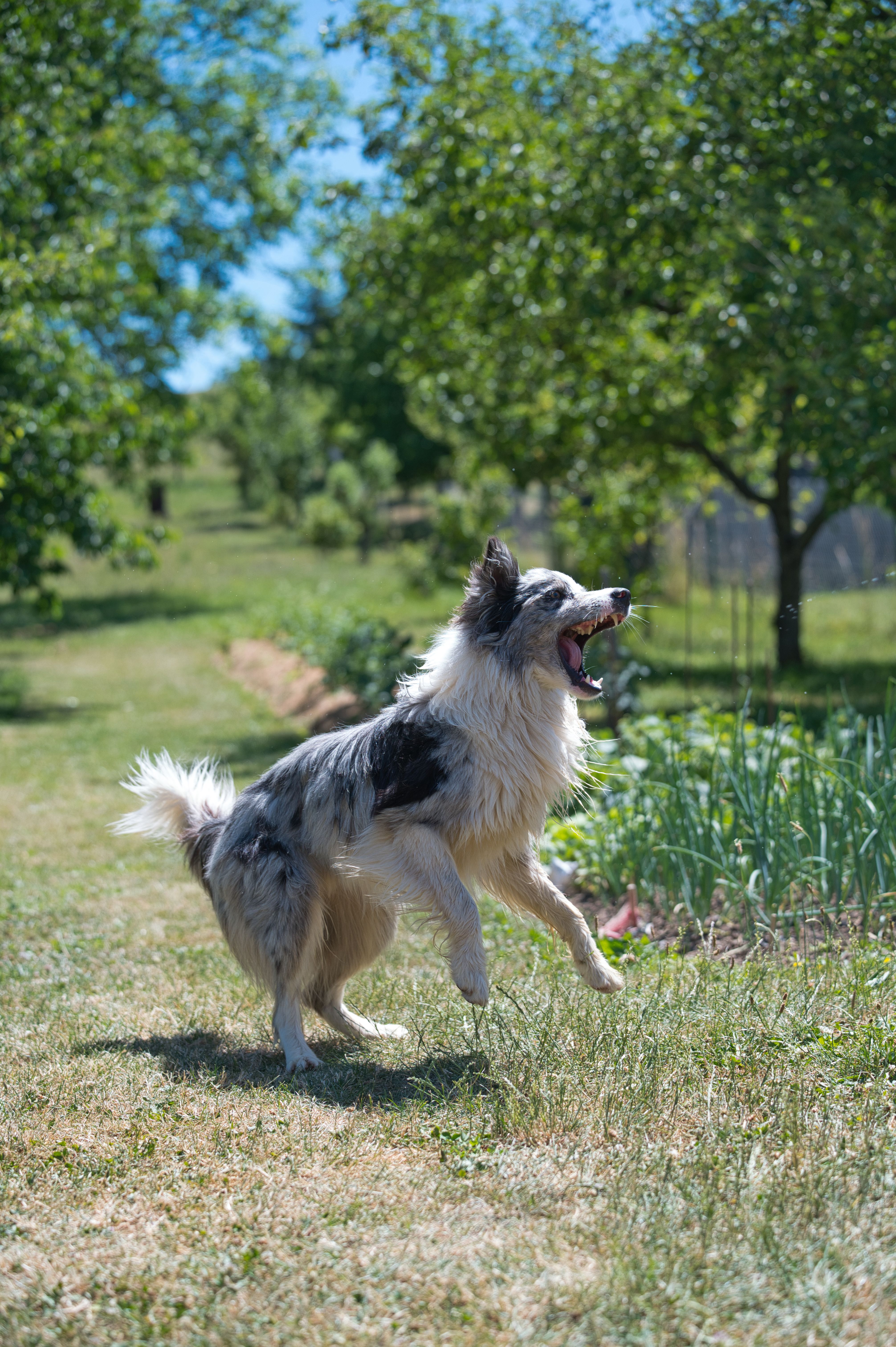 Energetic Border Collie Running Outdoors in Slovensko · Free Stock Photo