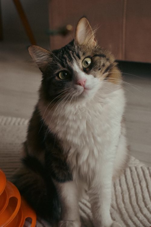 Free Charming tabby cat with fluffy fur sitting attentively indoors on a rug. Stock Photo