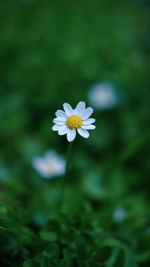 Free Vivid close-up of a single white daisy flower with a yellow center against a lush green background. Stock Photo