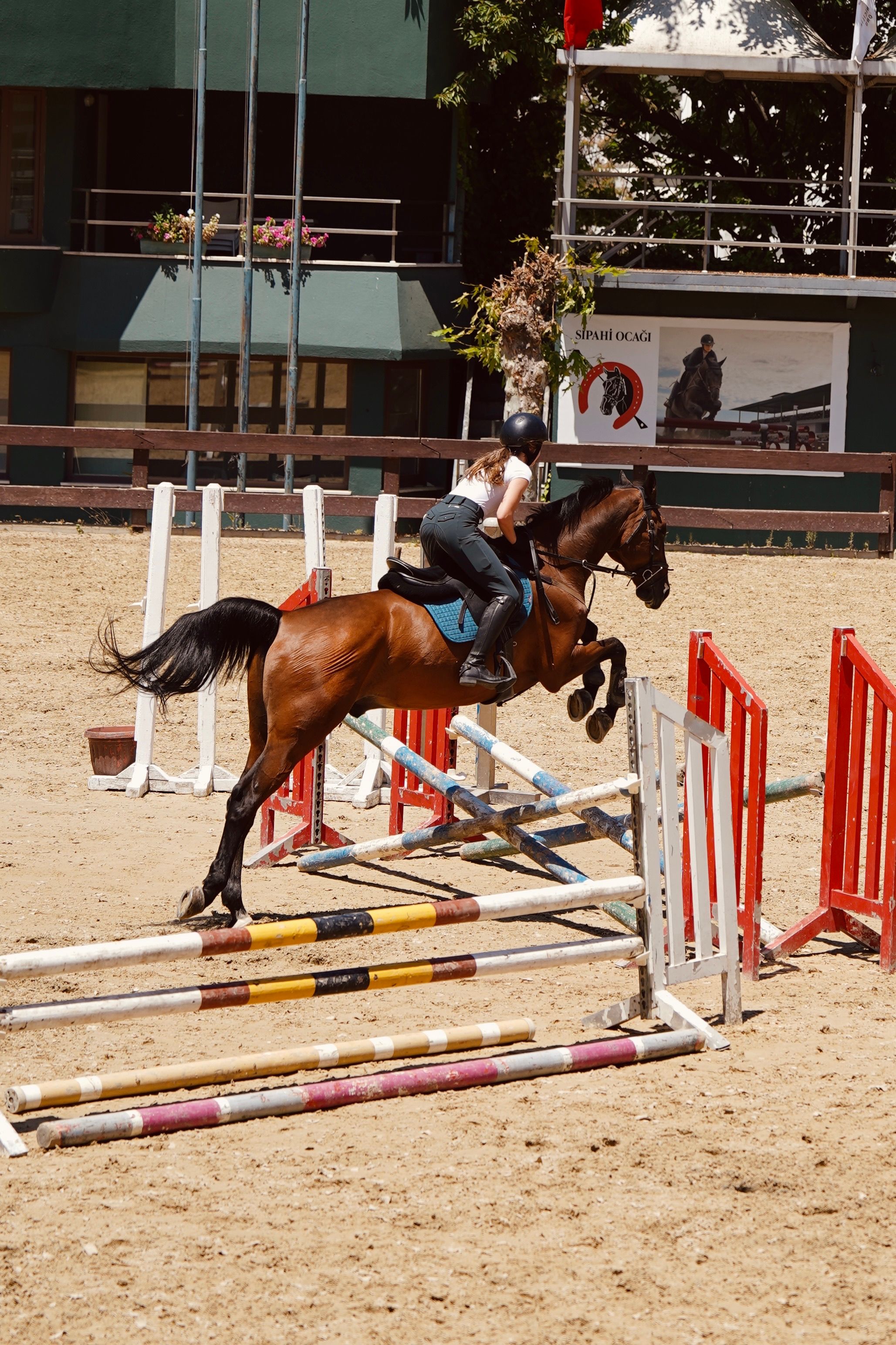 Orion, sunny arena jump