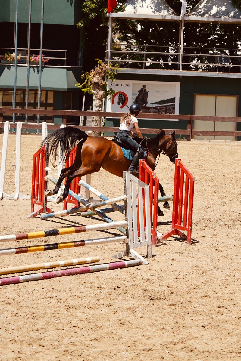 Show jumping rider on sport horse
