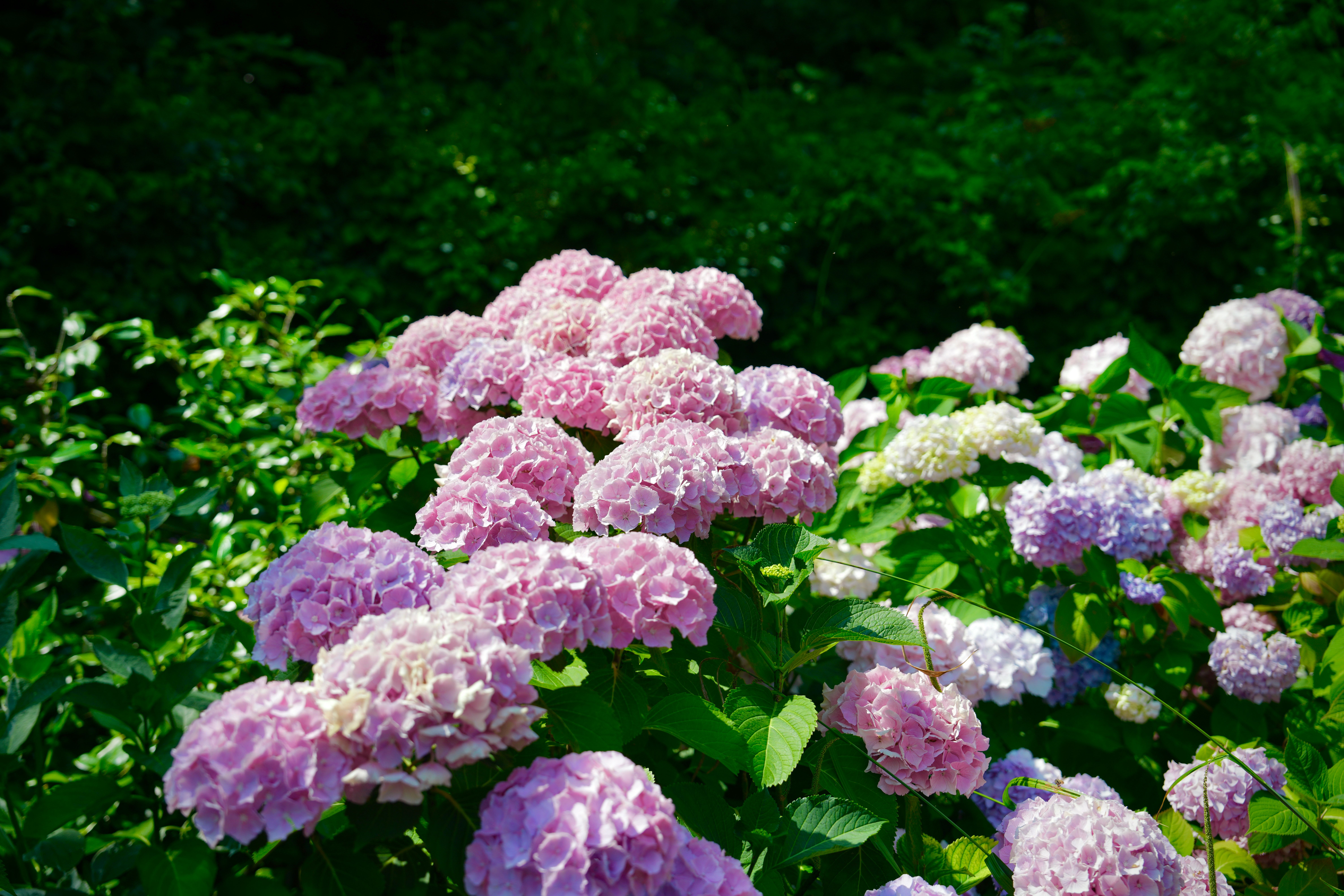 Vibrant Pink Hydrangea Blooms in Lush Garden · Free Stock Photo