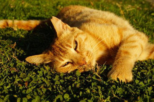 Free A serene ginger cat enjoys the sunlight while lying on lush green grass. Stock Photo