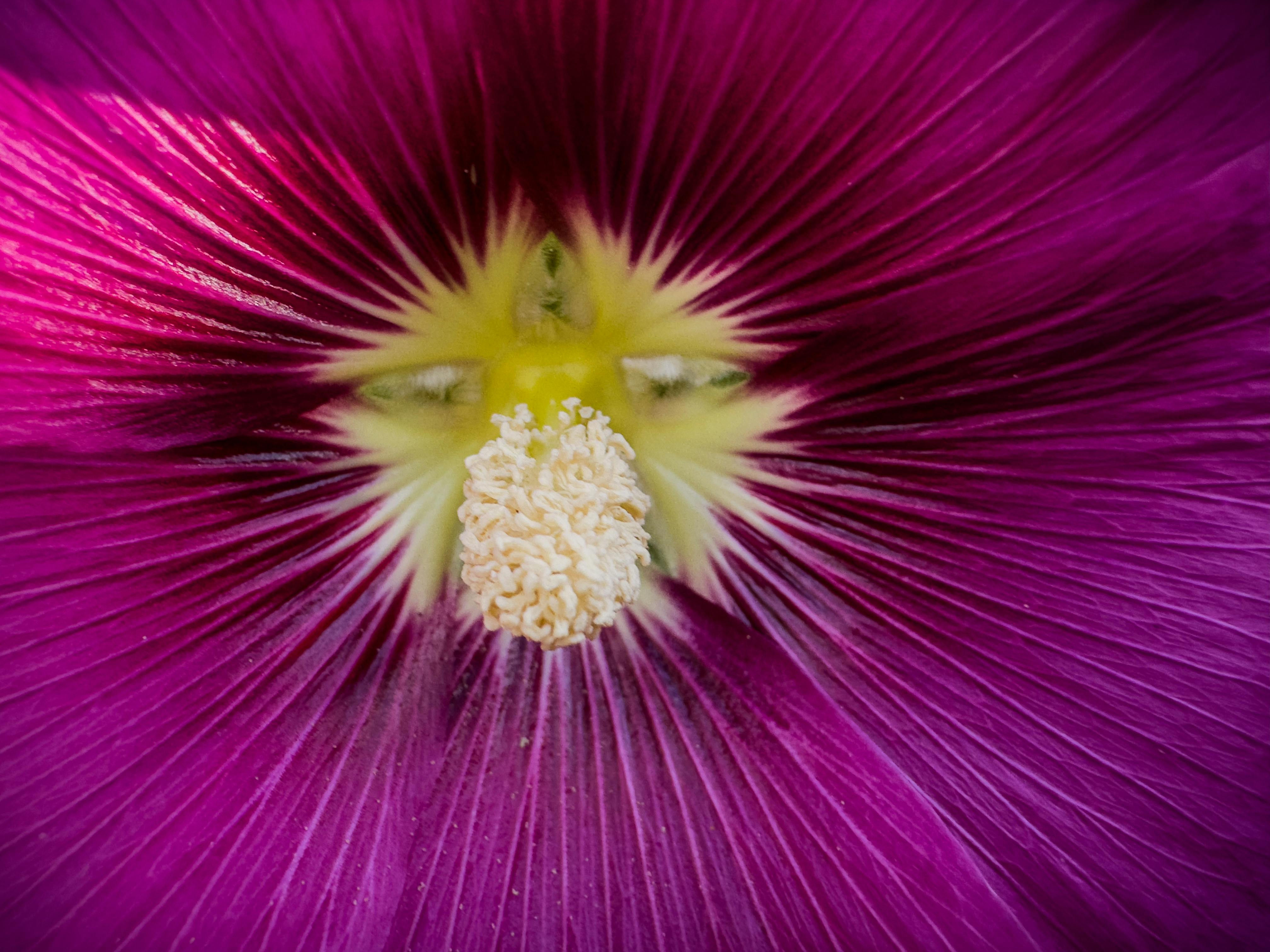 [ColoSach]-detailed-macro-shot-of-a-purple-flower-showing-its-vibrant-stamen-and-petals.