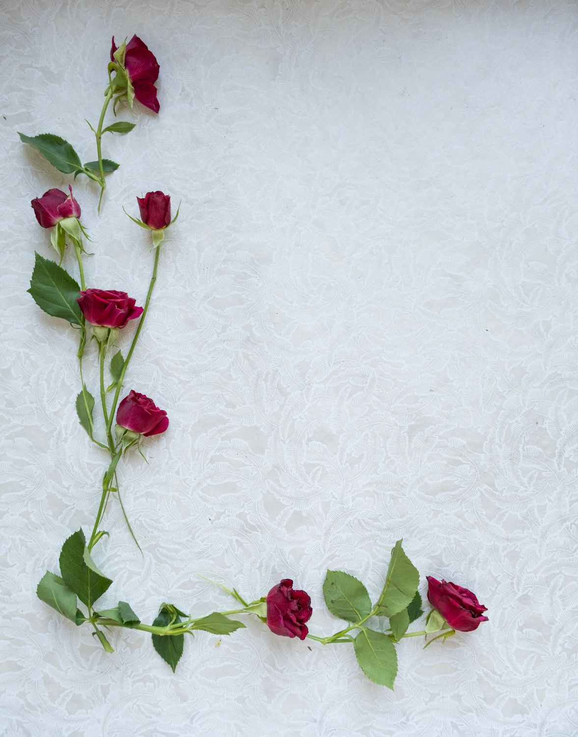 Elegant Red Roses on White Background Art · Free Stock Photo