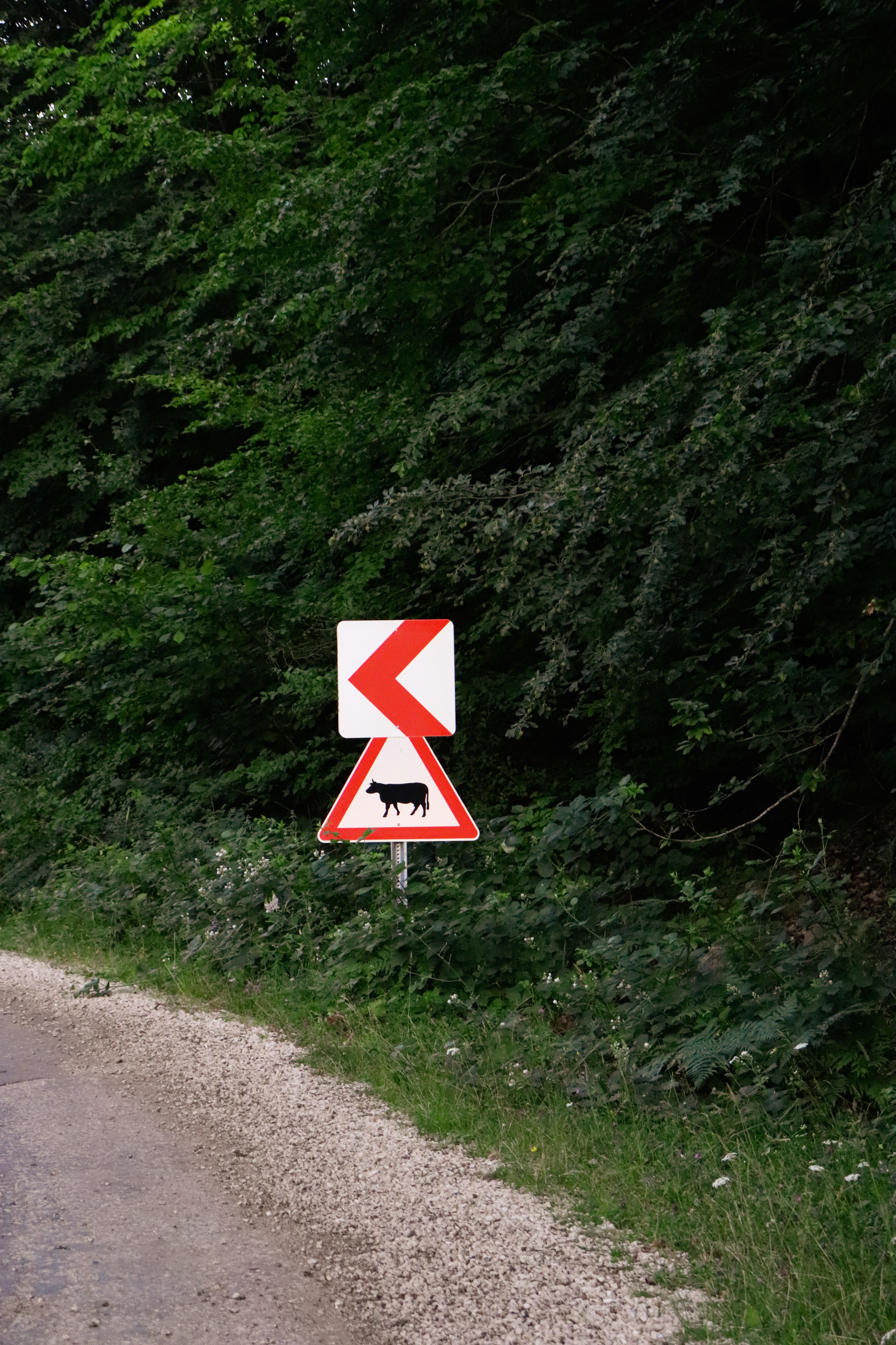 Red triangle road sign warning of cattle on a winding country road.