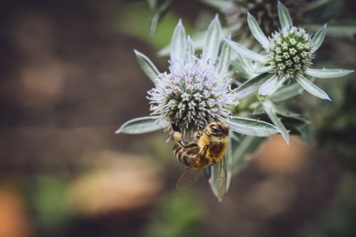 Free A close-up of a honeybee pollinating a purple thistle flower, showcasing nature's beauty. Stock Photo