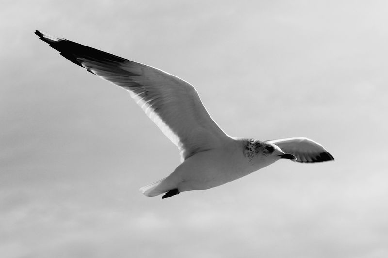 Black and White Seagull in Flight Over İstanbul · Free Stock Photo