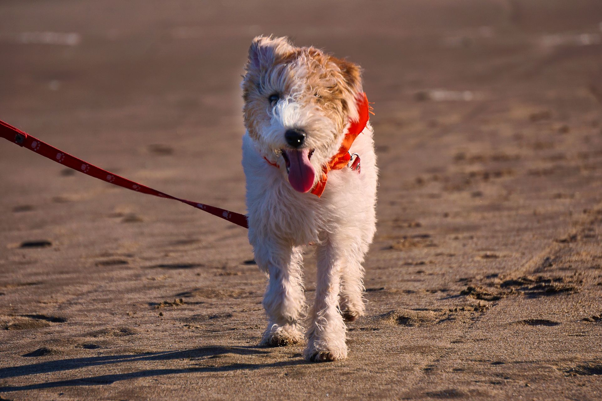 Adorable Fox Terrier enjoying a walk on the sandy beach of Pinamar, Argentina.