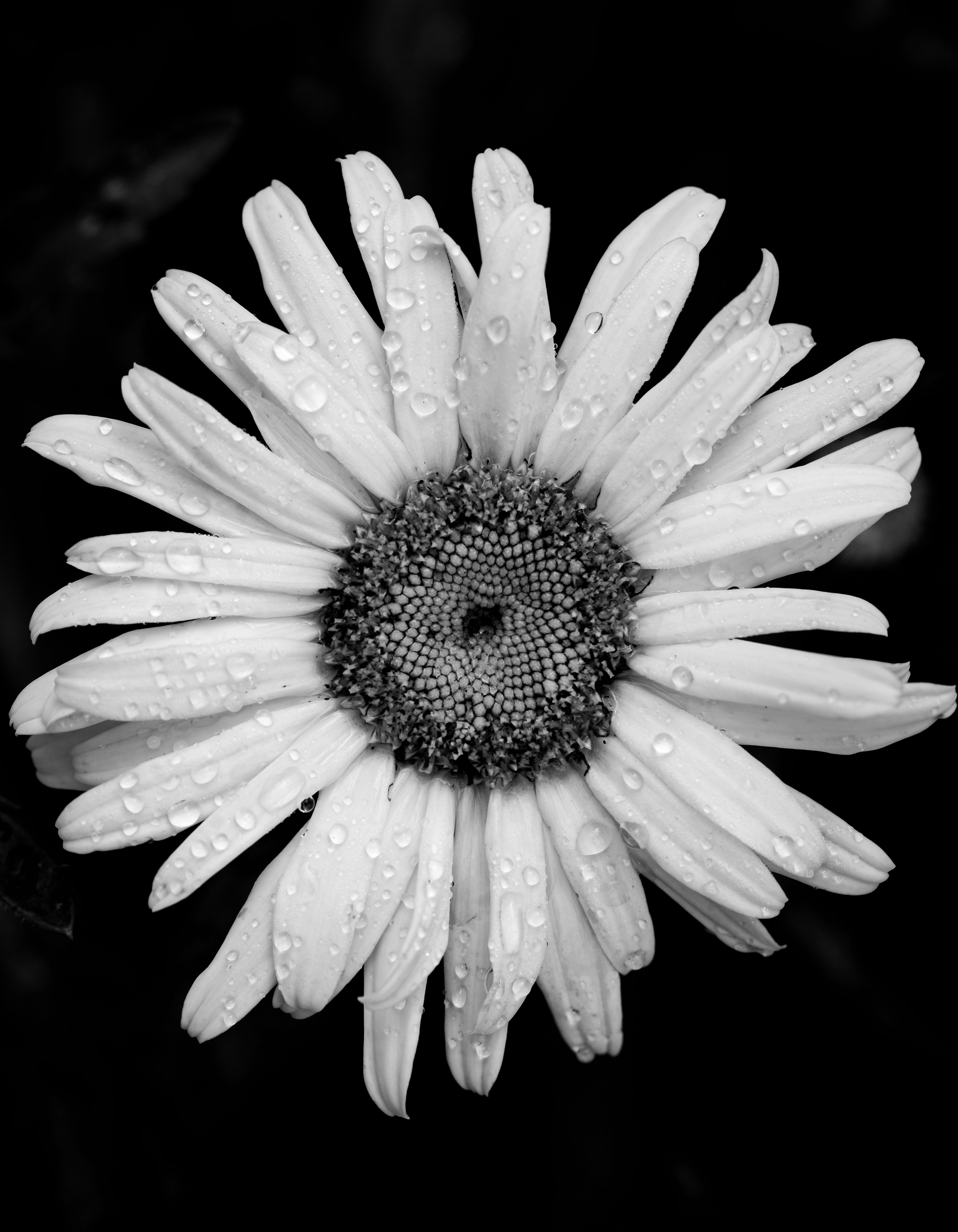 Black and White Daisy with Water Droplets · Free Stock Photo