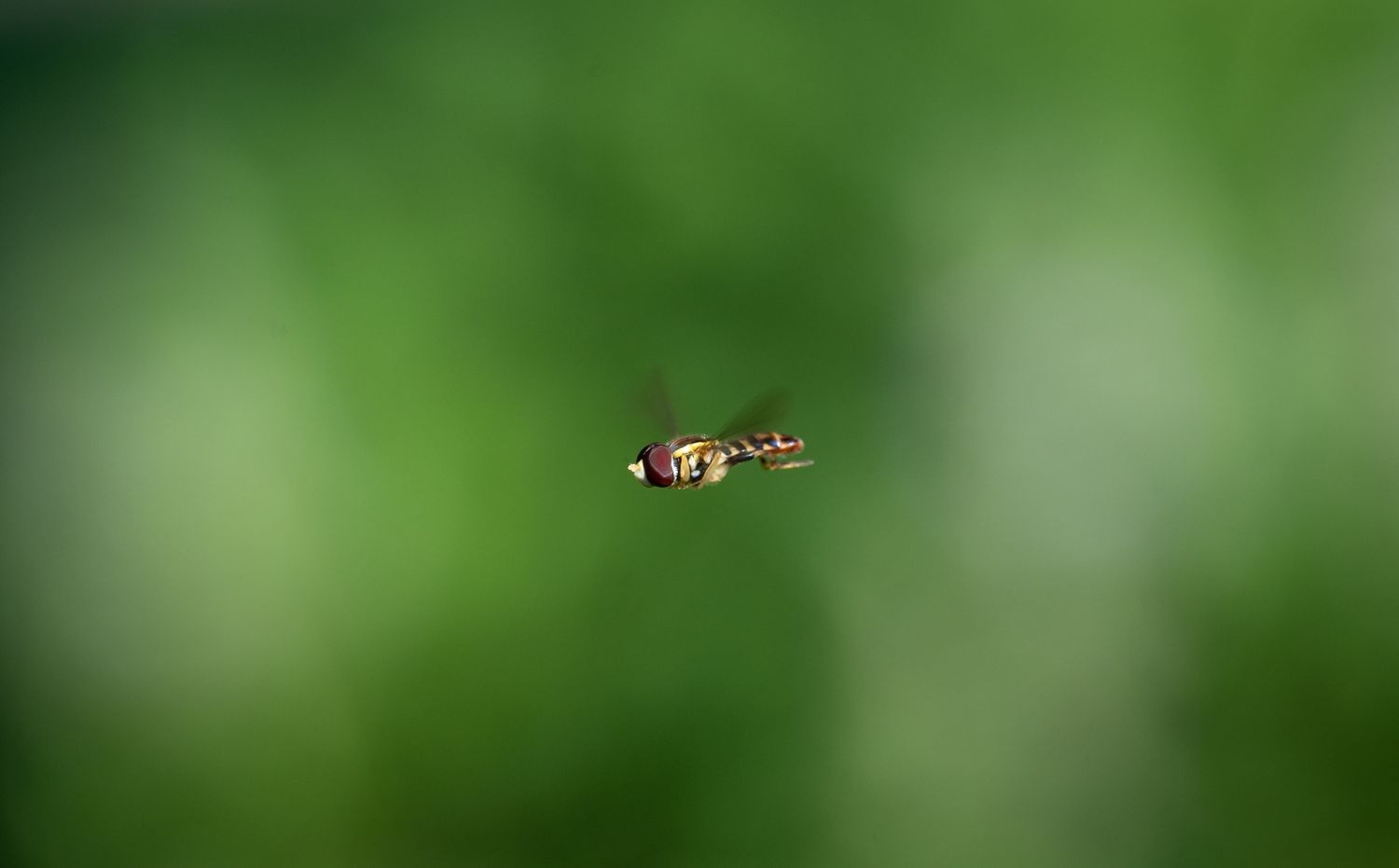 Hovering Insect Photos, Download The BEST Free Hovering Insect Stock ...