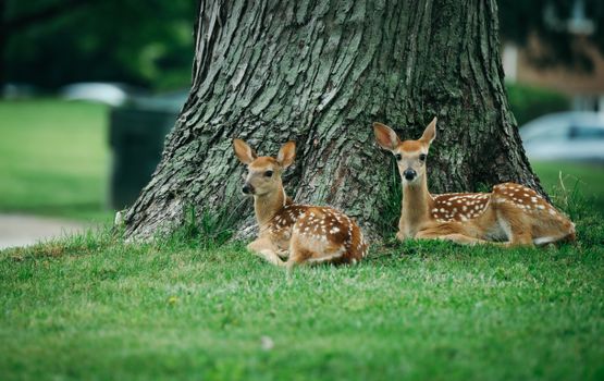 Two adorable fawns relax by a tree trunk on a summer day, showcasing nature's beauty.
