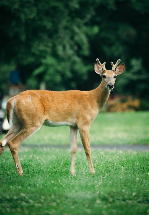 Free A young deer with antlers stands gracefully in a vibrant green meadow, surrounded by lush trees. Stock Photo