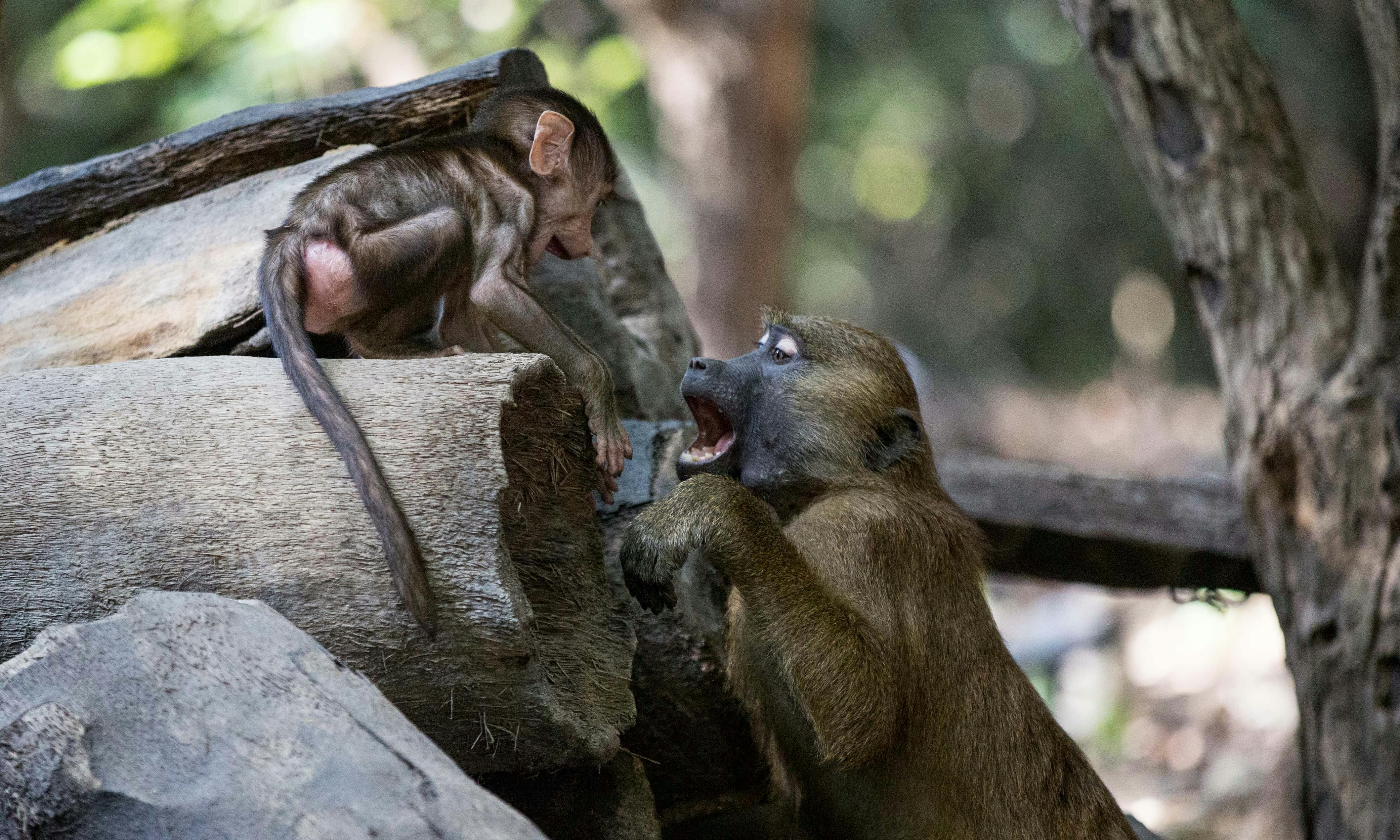 Green Vervet Monkeys – The Gambia. A playful interaction between a mother and baby monkey in the wild forests of The Gambia, known for their expressive behaviour and social bonding.