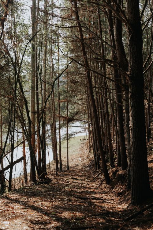 Serene Forest Pathway Leading to a Tranquil Lake · Free Stock Photo