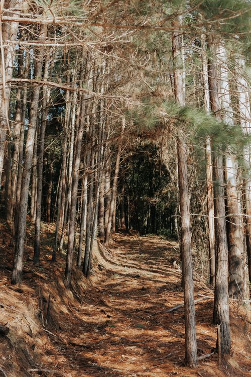 Free Serene path winding through tall pine trees on a sunny day, ideal for nature lovers. Stock Photo