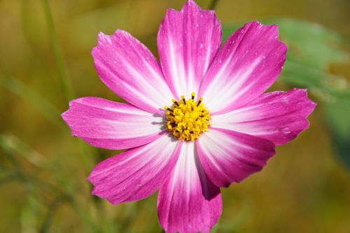 Free Close-up of a bright pink Cosmos flower with a yellow center, highlighting its delicate petals. Stock Photo