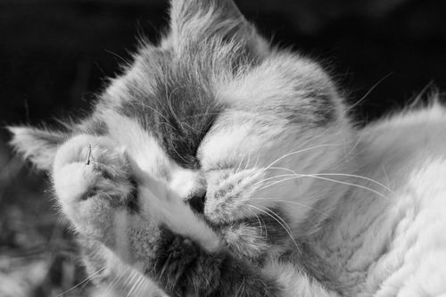 Free Cute fluffy cat cleaning its face with paw in sunlight, captured in black and white. Stock Photo