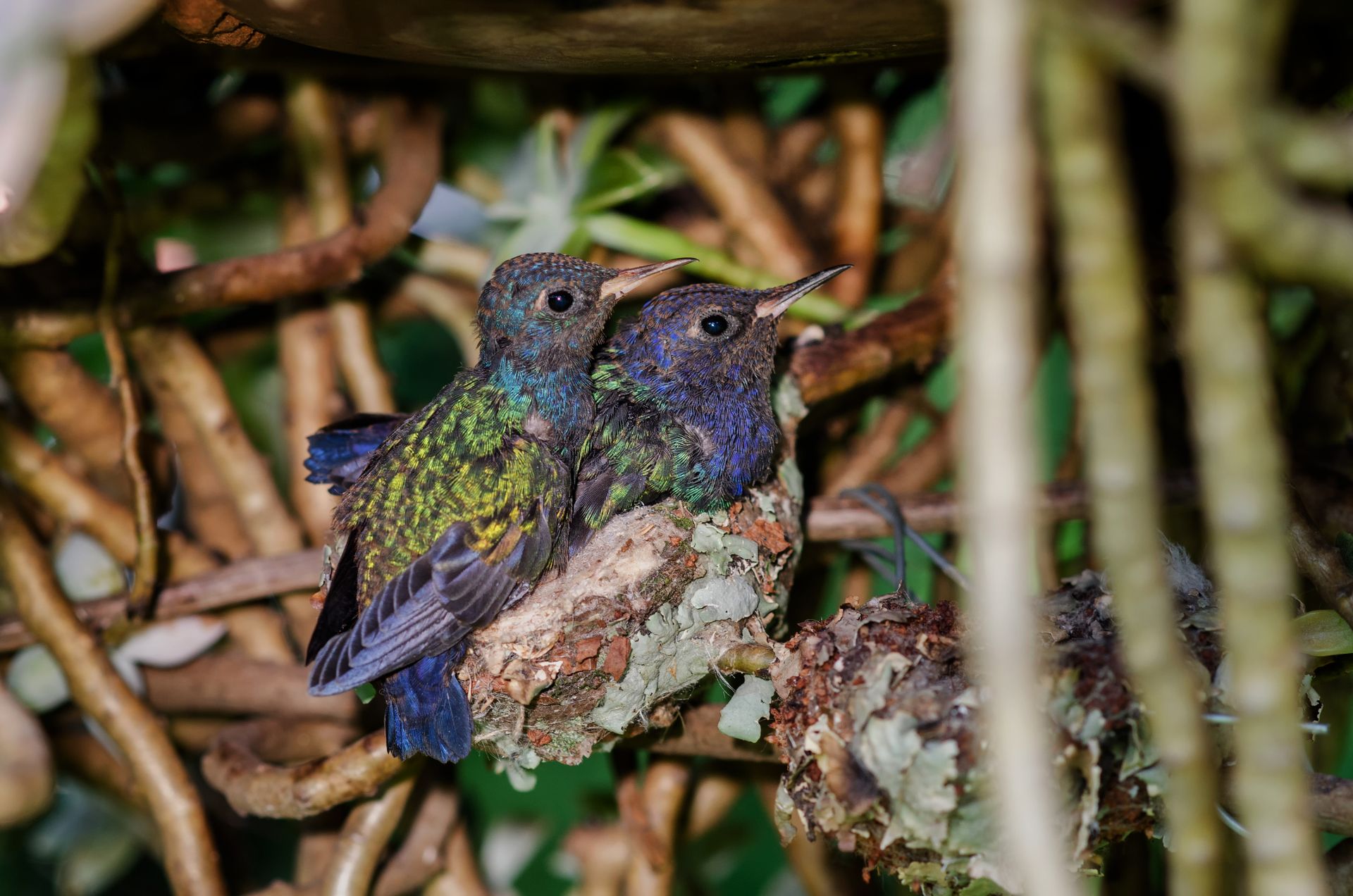 A pair of colorful hummingbirds perched on a nest amid lush vegetation.