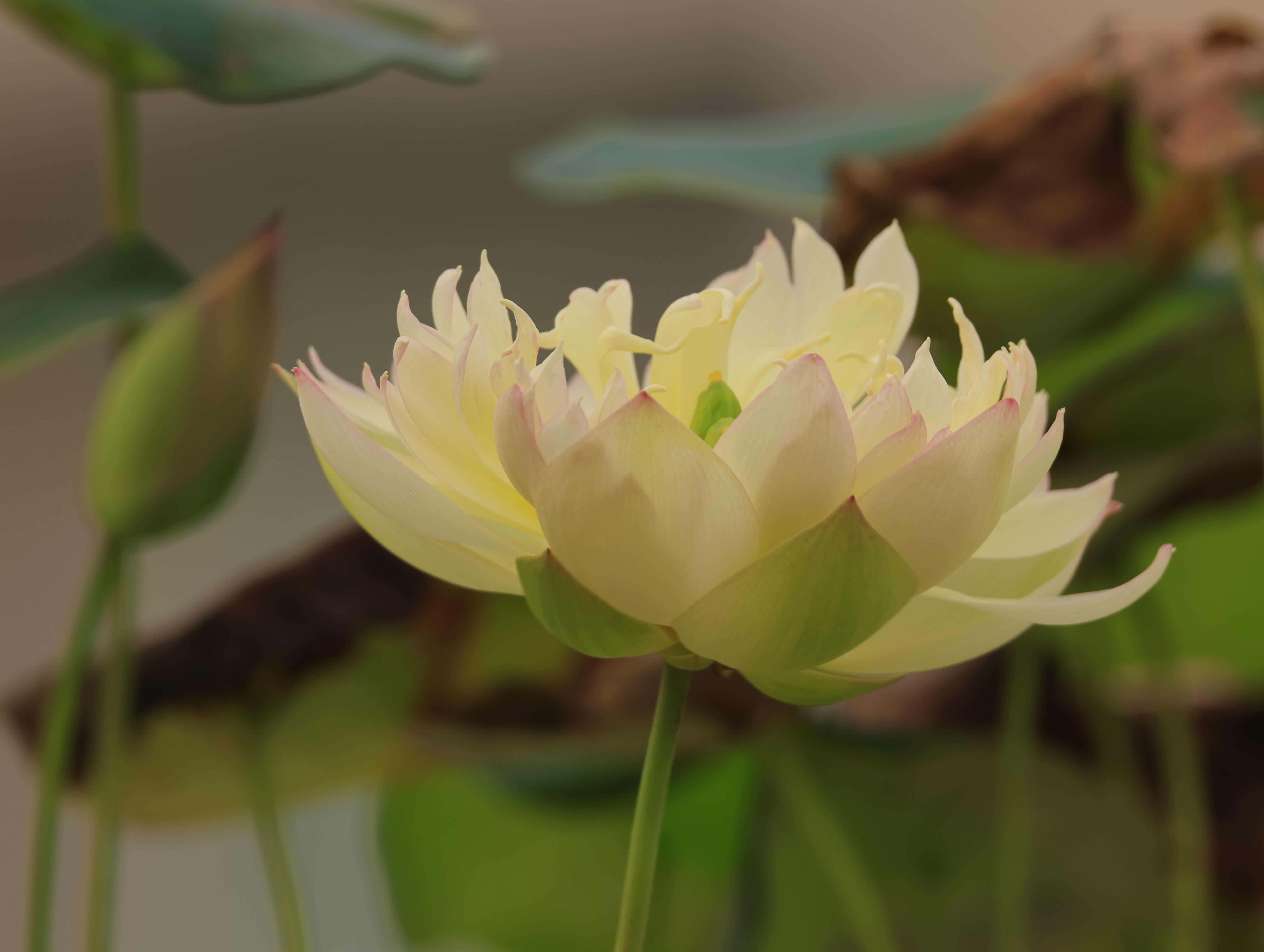Lotus op vensterbank voor energieverbetering