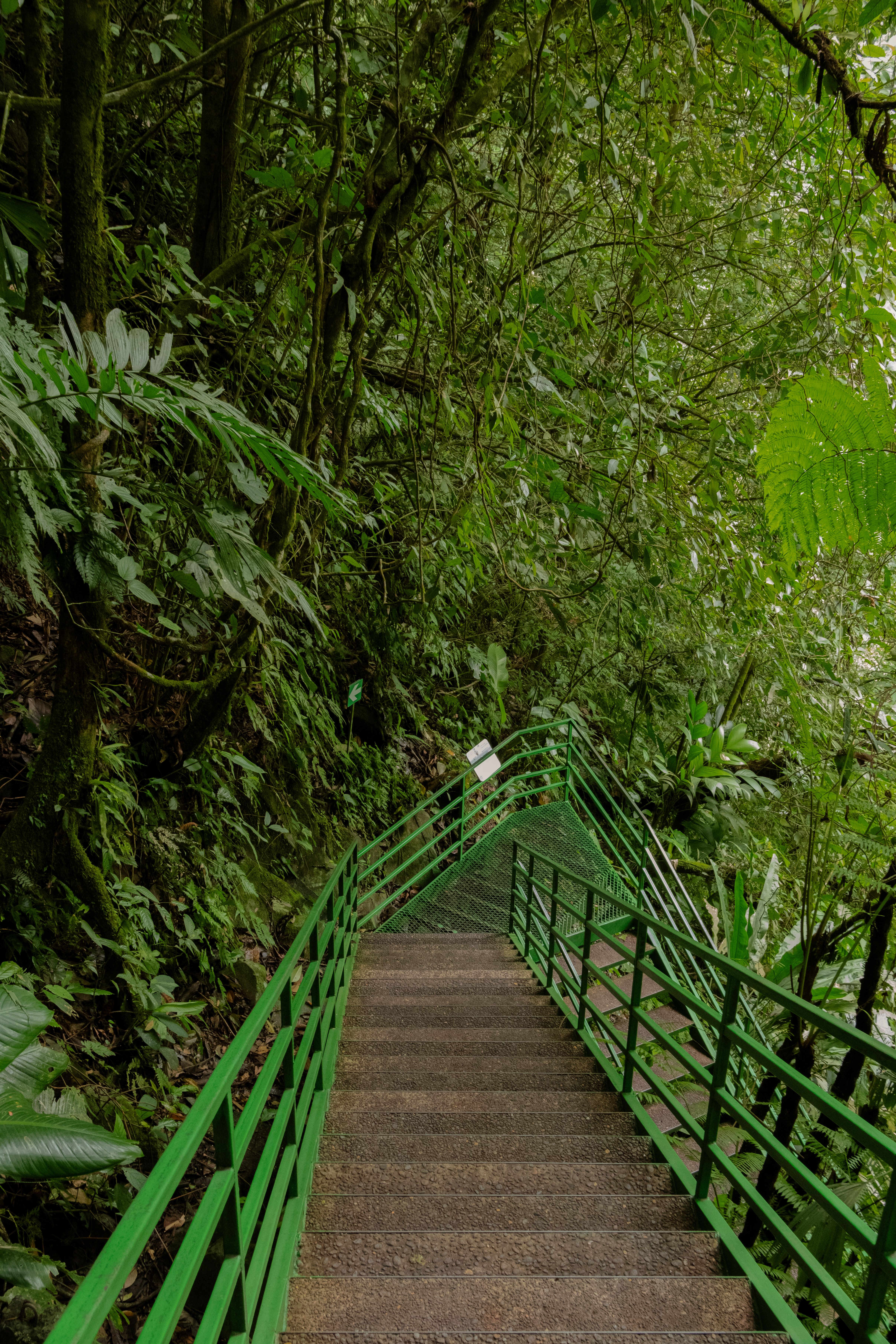The Journey Begins: Trekking Through the Jungle