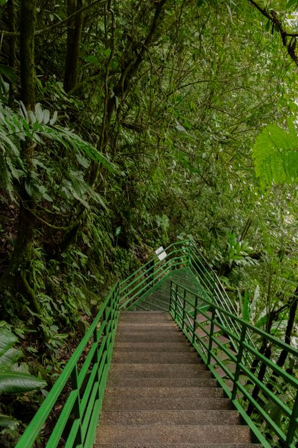 The Journey Begins: Trekking Through the Jungle The Journey Begins: Trekking Through the Jungle