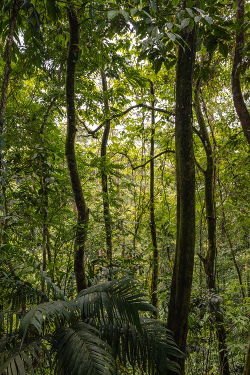 Free A vibrant tropical rainforest scene showcasing dense green foliage and towering trees. Stock Photo