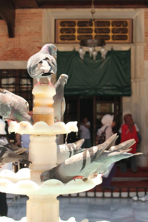 Free Group of pigeons bathing on an ornate stone fountain in a busy courtyard. Stock Photo