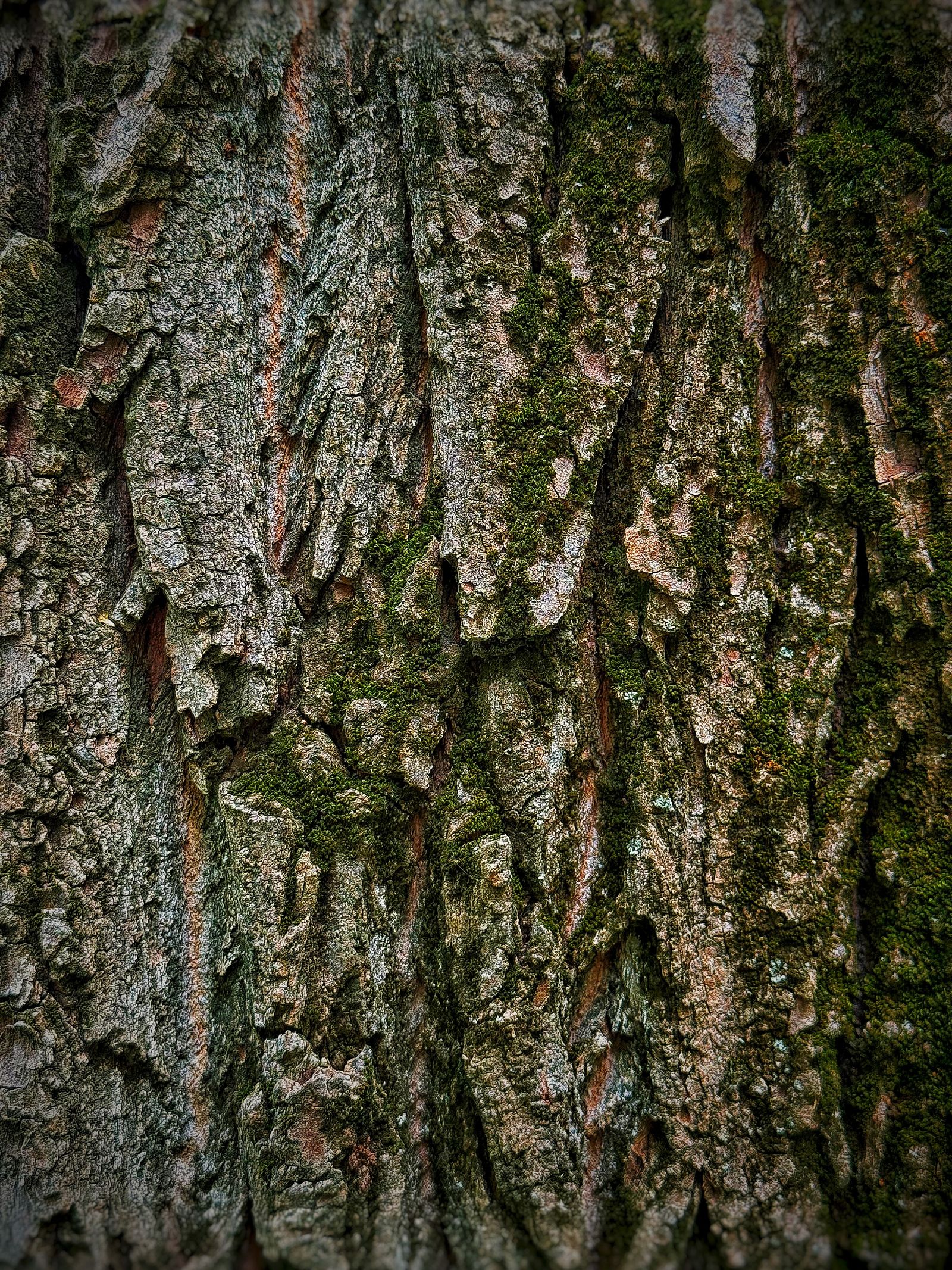 Moss-covered tree bark texture