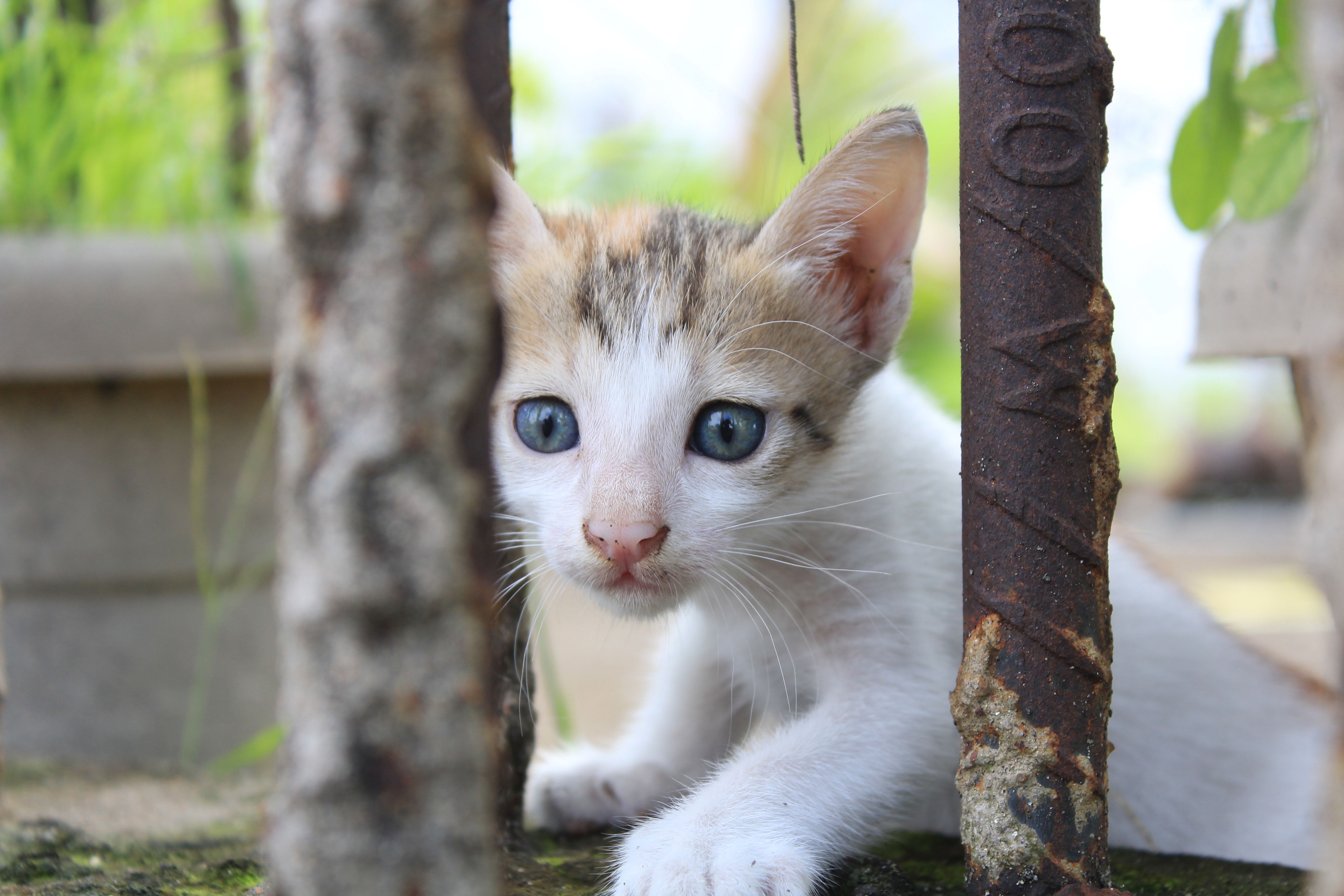 Healthcare and wellness consultation for a cat