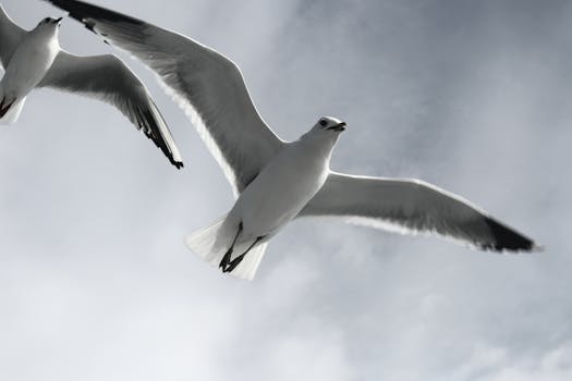 Unleash Your Invisible Wings To Soar Unstoppably