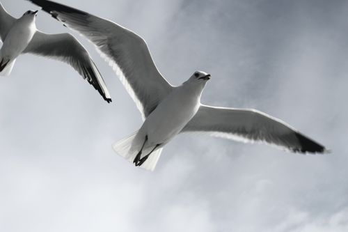 Free Two seagulls gracefully flying against a cloudy backdrop, showcasing freedom and nature. Stock Photo