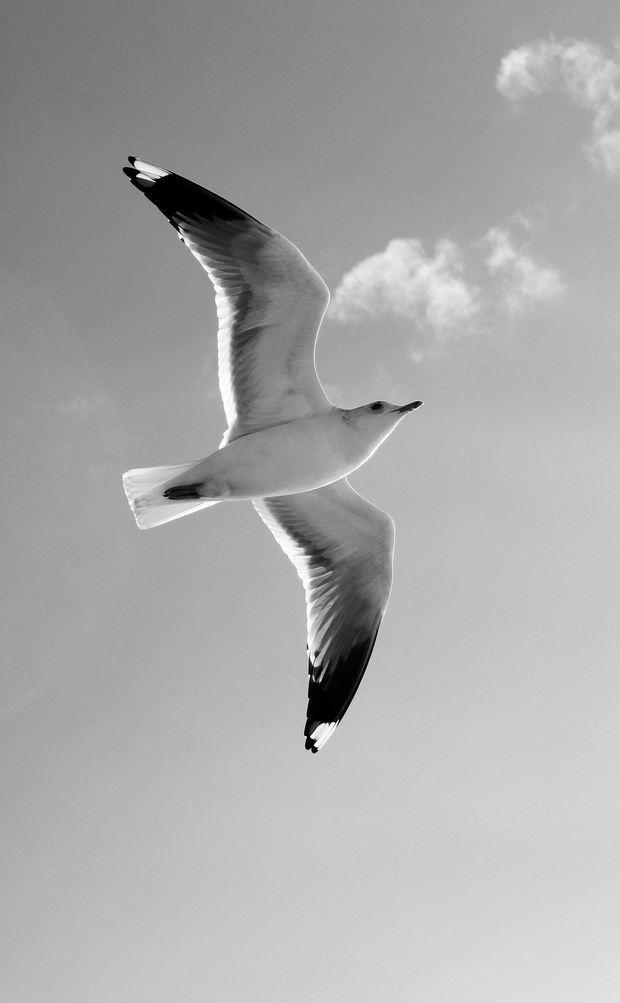 Black and White Seagull in Flight with Blue Sky · Free Stock Photo