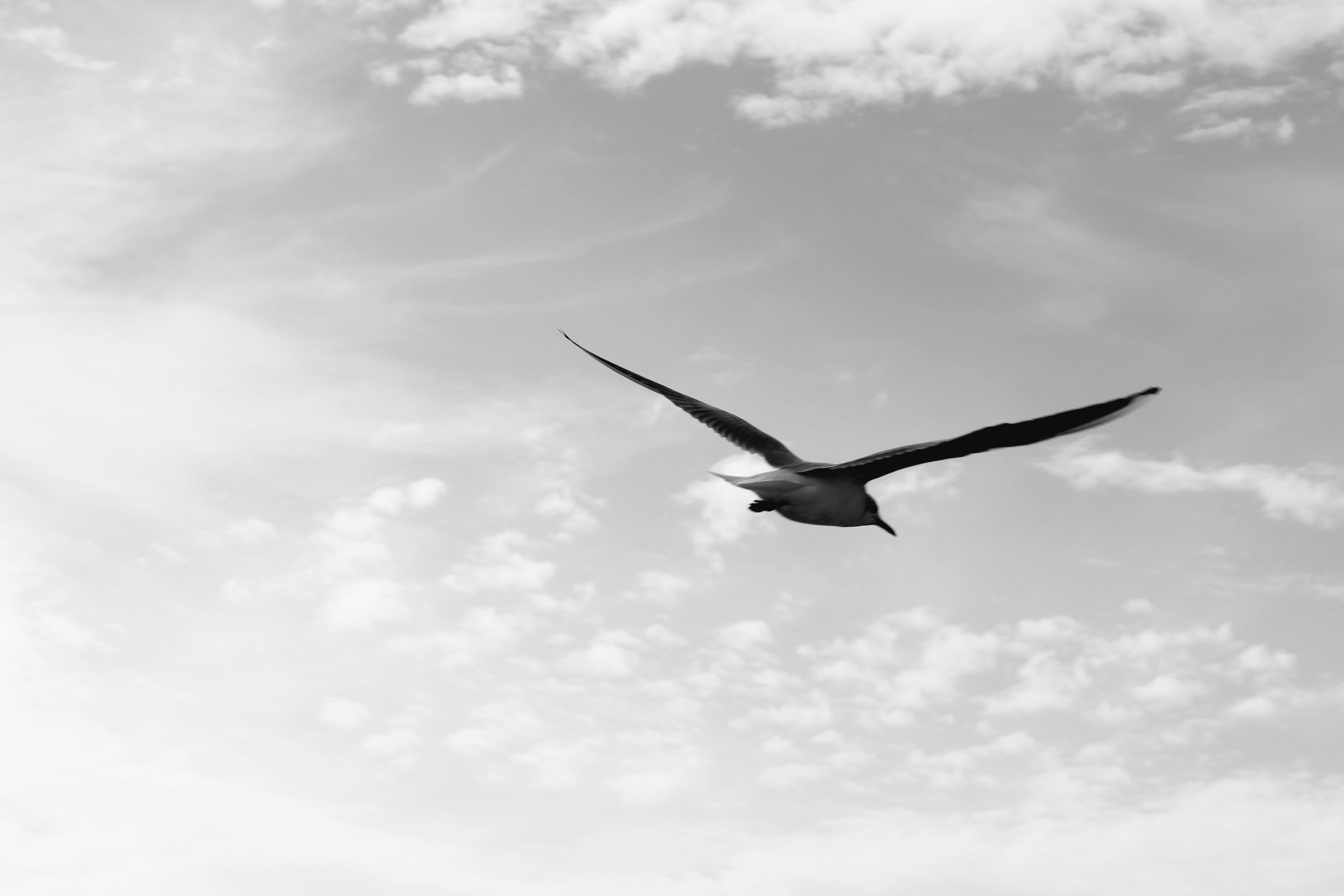 Soaring Seagull in Black and White Sky · Free Stock Photo